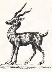 ANIMAL_0207